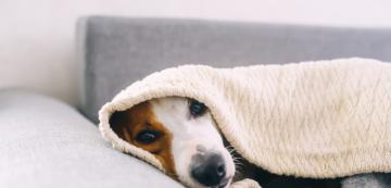 Как да предпазим кучето си от настинка
