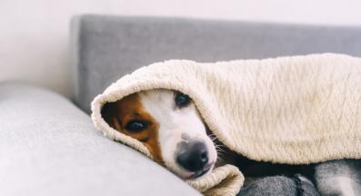 куче настинка