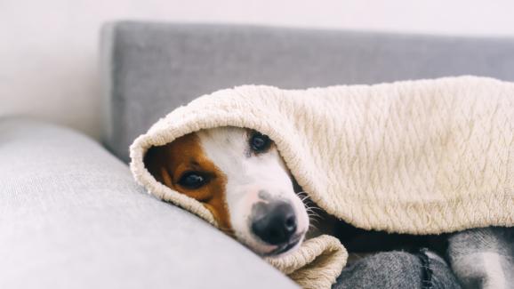 Как да предпазим кучето си от настинка