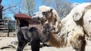 Ново сладко бебе радва посетителите на зоопарка във Варна На