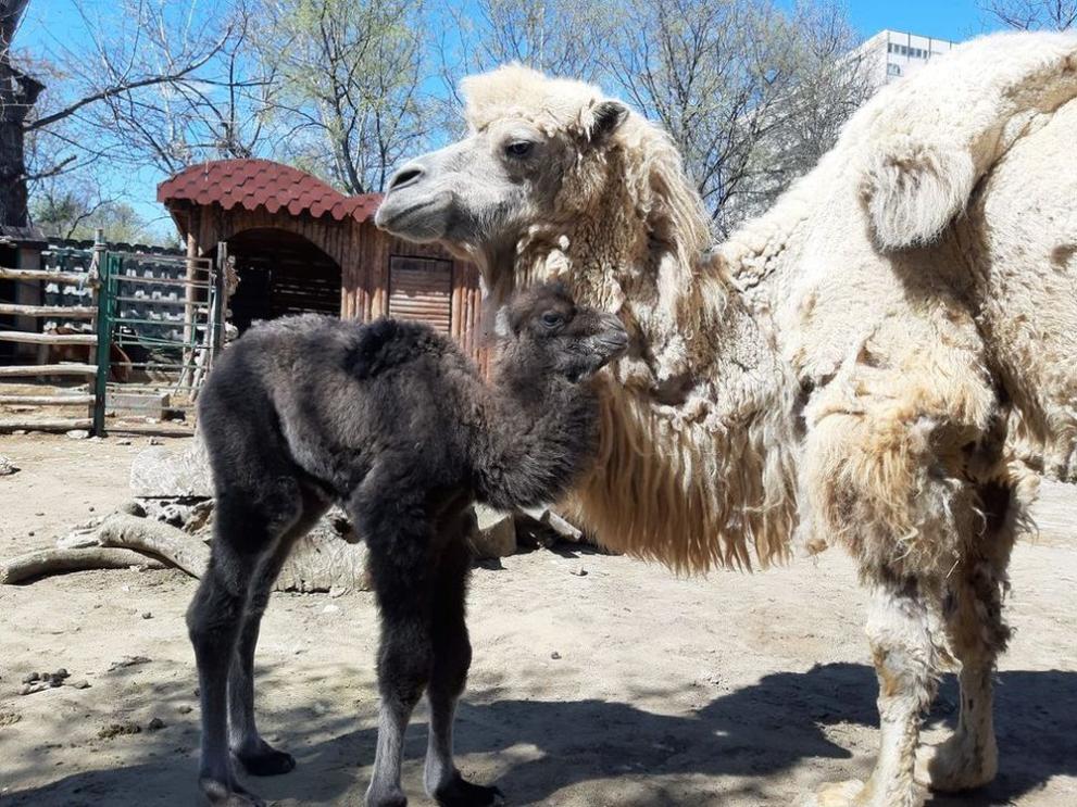 Снимка: Ново сладко бебе радва посетителите на зоопарка във Варна
