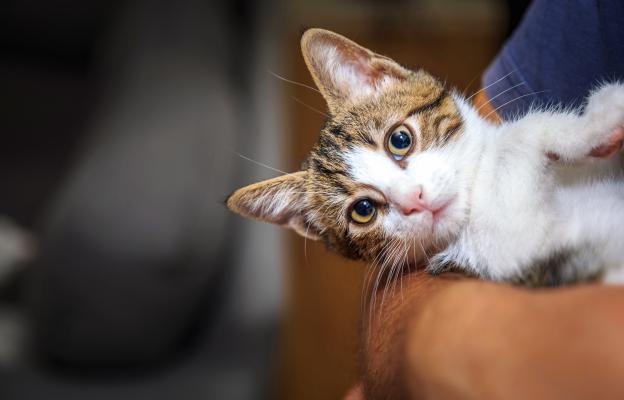 котка при ветеринар