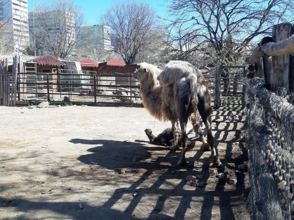 камили варна