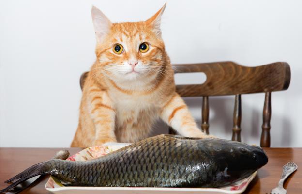 котка и риба