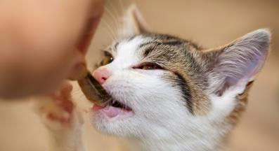 котка и риба