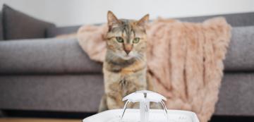 Фонтаните насърчават ли котките да пият повече вода?