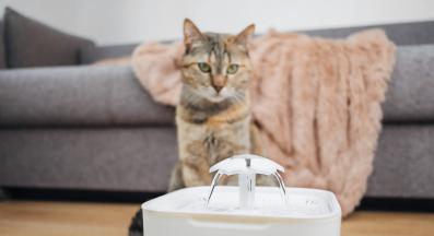 котешки фонтан