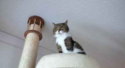 котка и котешко дърво