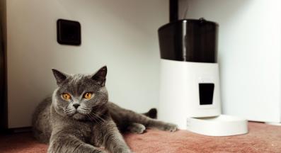 автоматична хранилка за котки