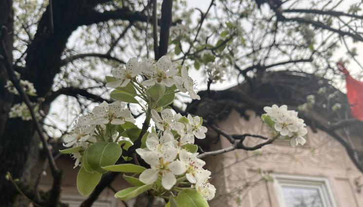 овошки - Агро Телеграф: Опасност от слани