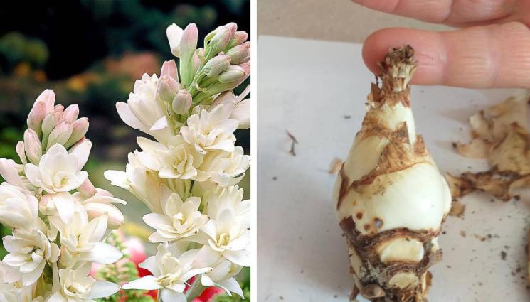 Тубероза - Агро Телеграф: Събуждаме туберозата в саксиите