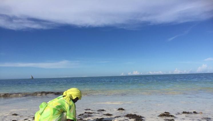 Занзибар - Агро Телеграф: Музика връща живота в умиращи рифове