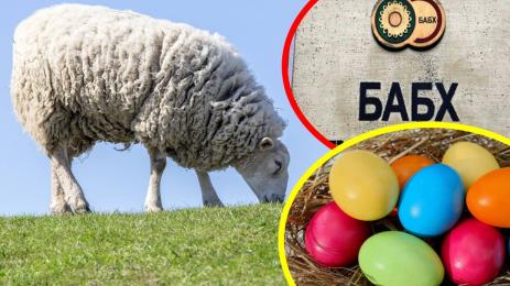 овца яйца