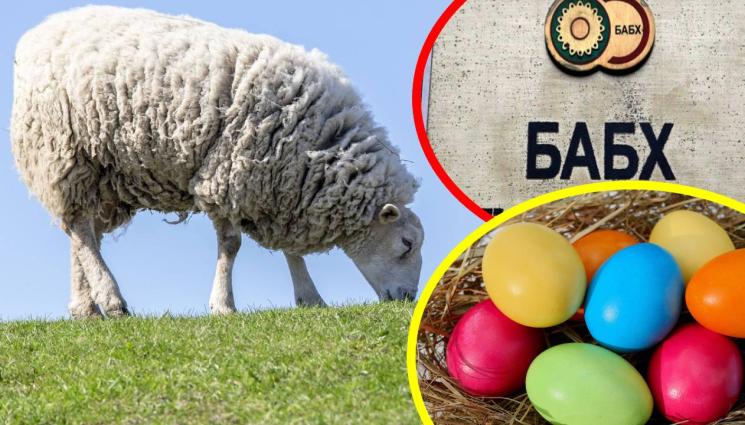 овца яйца - ПРЕДПРАЗНИЧНО: БАБХ тараши за замразено агнешко и некачествени великденски лакомства!