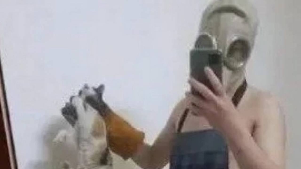 сготвена котка