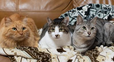 няколко котки