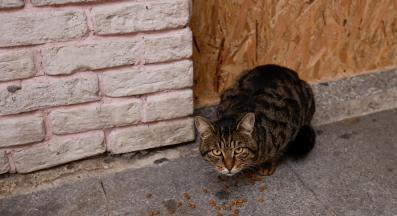 няколко котки