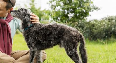 куче обоняние