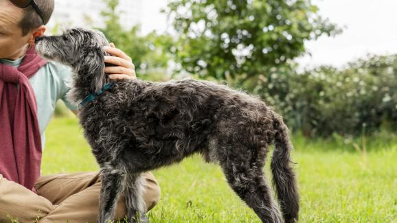 8 удивителни неща, които кучето ви може да усети