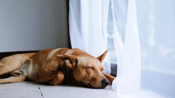 Защо кучетата обичат да спят близо до вратата?