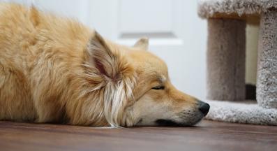 7 любопитни факти за кучешките сънища