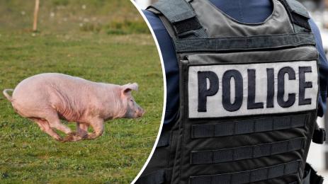 прасе полиция