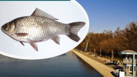 Гребна база пловдив