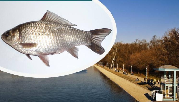 Гребна база пловдив - ТРЕВОГА: Огромно количество мъртва риба шокира пловдивчани