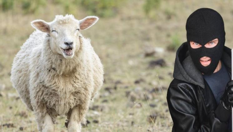 овца - СТРАШАНА ДРАМА: Отвлякоха единствената рисуваща овца в света! (ВИДЕО И СНИМКИ)