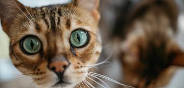 6 начина да разчетете емоциите на котката от нейните очи