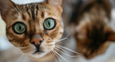 котка в близък план