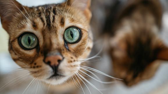 6 начина да разчетете емоциите на котката от нейните очи
