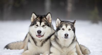 Аляски маламут