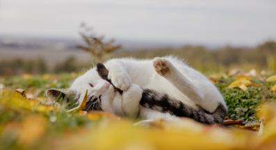 домашна котка