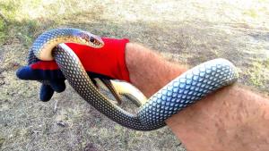 Харманли вече има ловец на змии съобщиха от Общината С