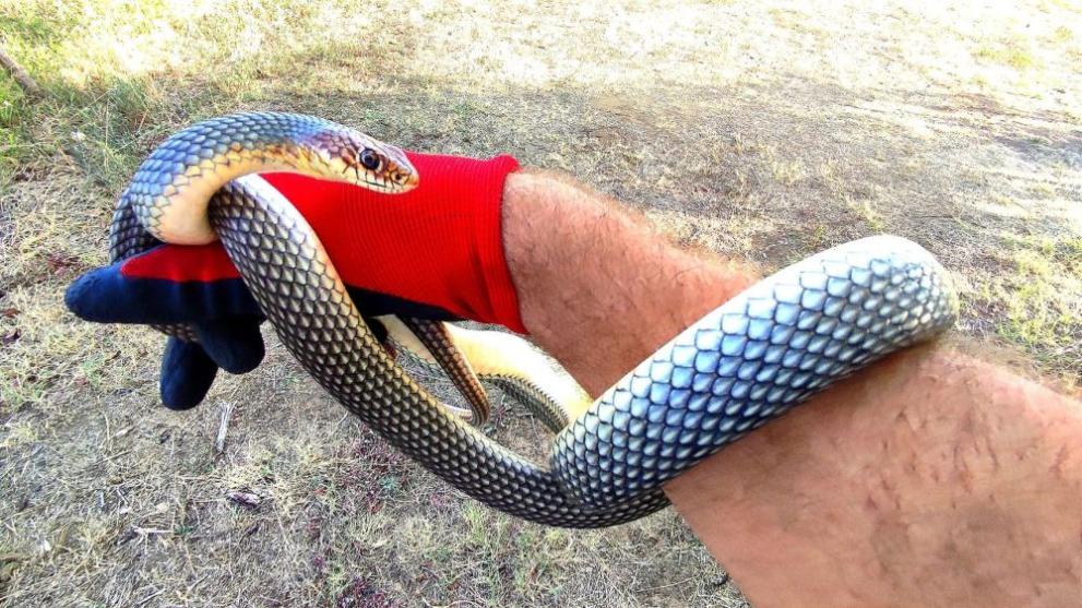 Харманли вече има ловец на змии, съобщиха от Общината. С