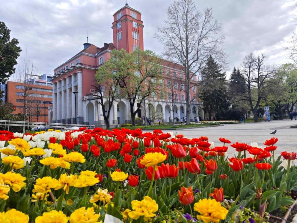Снимка: Пролетна приказка: Хиляди лалета и теменуги красят центъра на Плевен