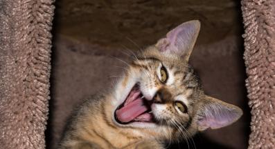 котка се усмихва