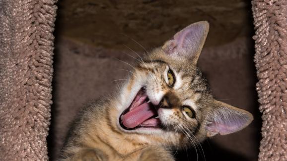 10 странни поведения на котките, на които сме ставали свидетели