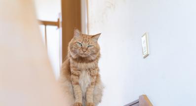 домашна котка