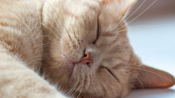 Защо долната устна на котката ви е подута и как да я лекувате