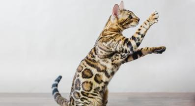 котка на два крака