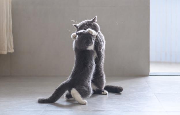 котка на два крака