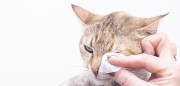 Защо обикновените почистващи кърпички са опасни за котките