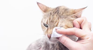 почистване на котка