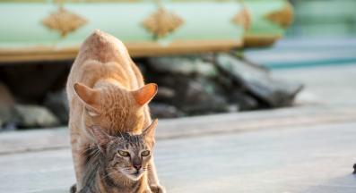 котки се чифтосват