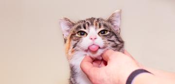 8 лесни начина за намаляване на стреса и подобряване на психичното здраве при котките