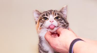 домашна котка