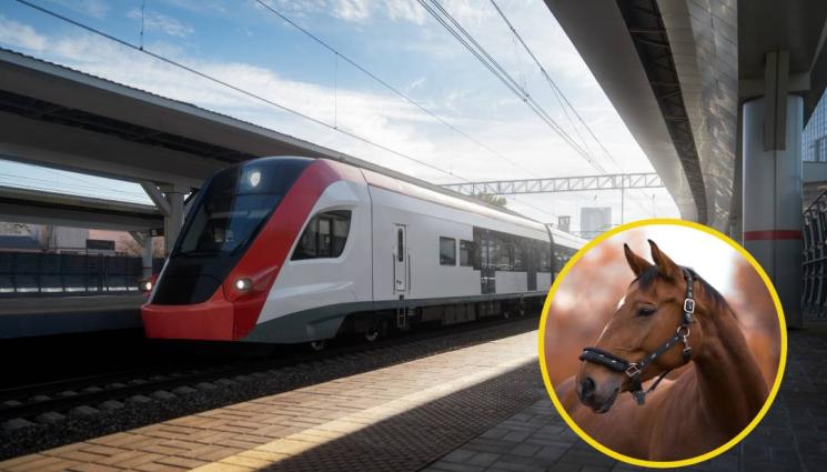 кон гара - Пътник без билет: Кон нахлу на жп гара! (ВИДЕО)