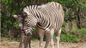 Ново сладко бебе зебра радва посетителите на Столичния зоопарк Миналата